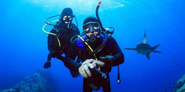 What It’s Really Like to Go Shark Diving (Full Breakdown of the Experience)